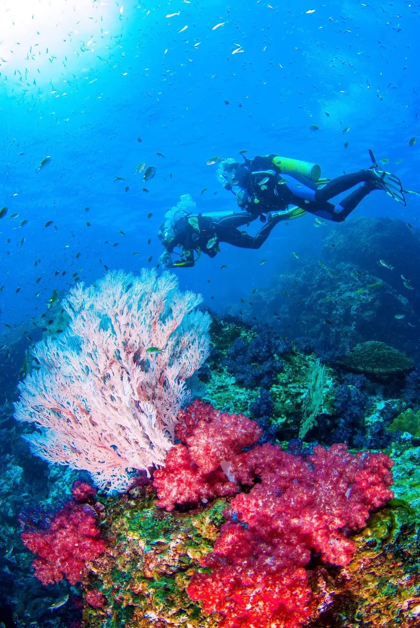 水下天堂：斯米蘭｜它會是你人生中見到過最美的大海樣子 旅遊 第3張