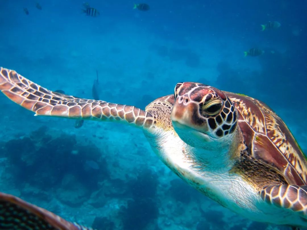 水下天堂：斯米蘭｜它會是你人生中見到過最美的大海樣子 旅遊 第12張