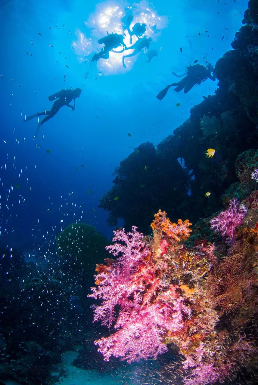 水下天堂：斯米蘭｜它會是你人生中見到過最美的大海樣子 旅遊 第15張