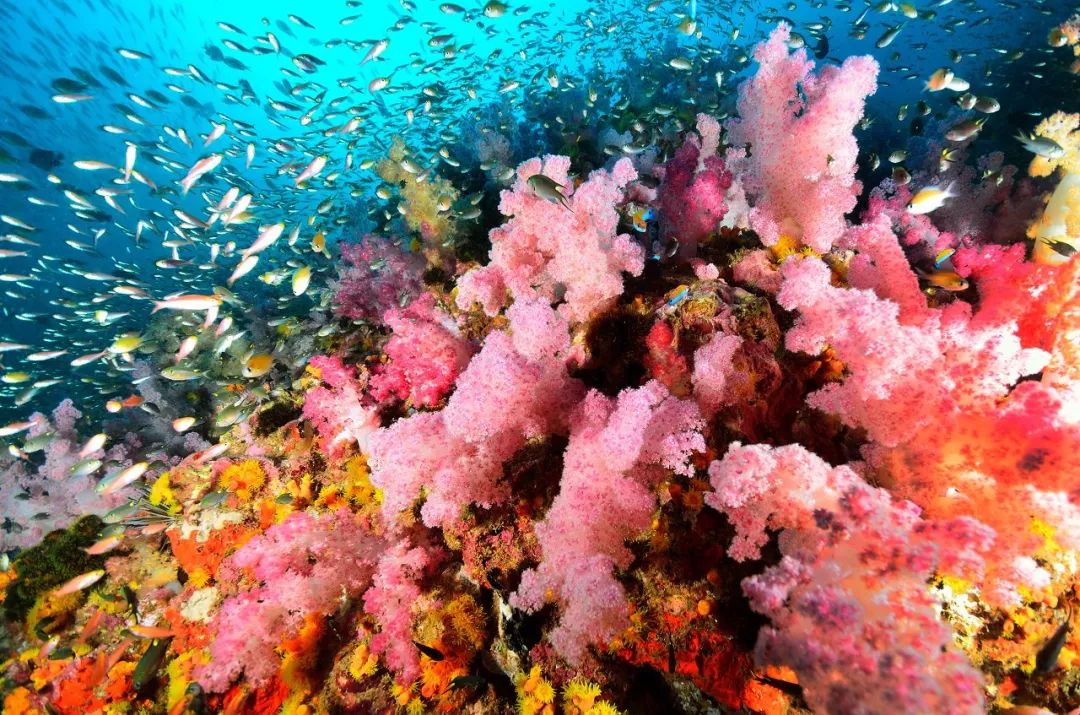 水下天堂：斯米蘭｜它會是你人生中見到過最美的大海樣子 旅遊 第8張