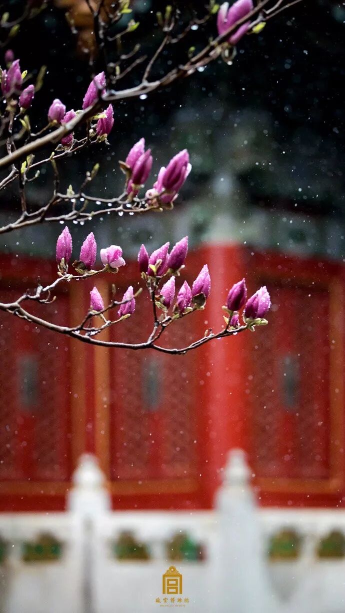 一到春天故宫就美成了御花园