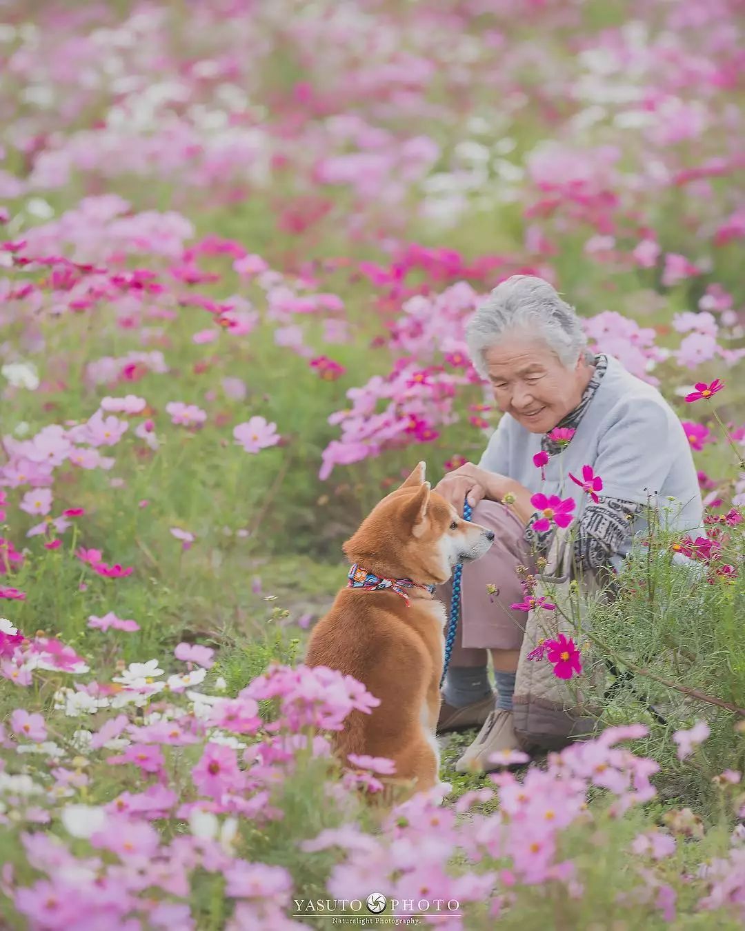 86 歲奶奶和柴犬共度餘生，一張圖片暖哭 34 萬網友，看完瞬間被治愈了… 未分類 第48張