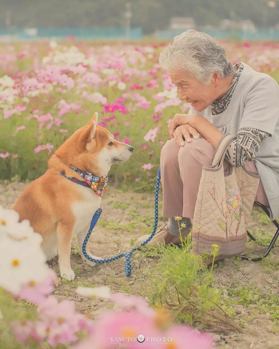 86 歲奶奶和柴犬共度餘生，一張圖片暖哭 34 萬網友，看完瞬間被治愈了… 未分類 第52張