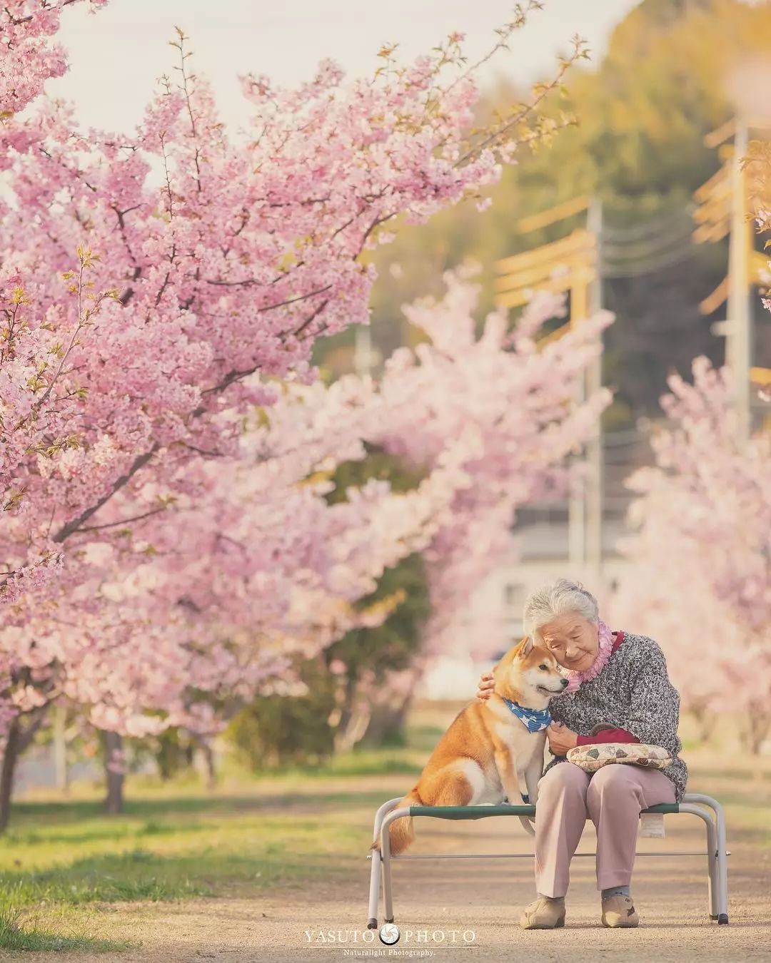 86 歲奶奶和柴犬共度餘生，一張圖片暖哭 34 萬網友，看完瞬間被治愈了… 未分類 第16張