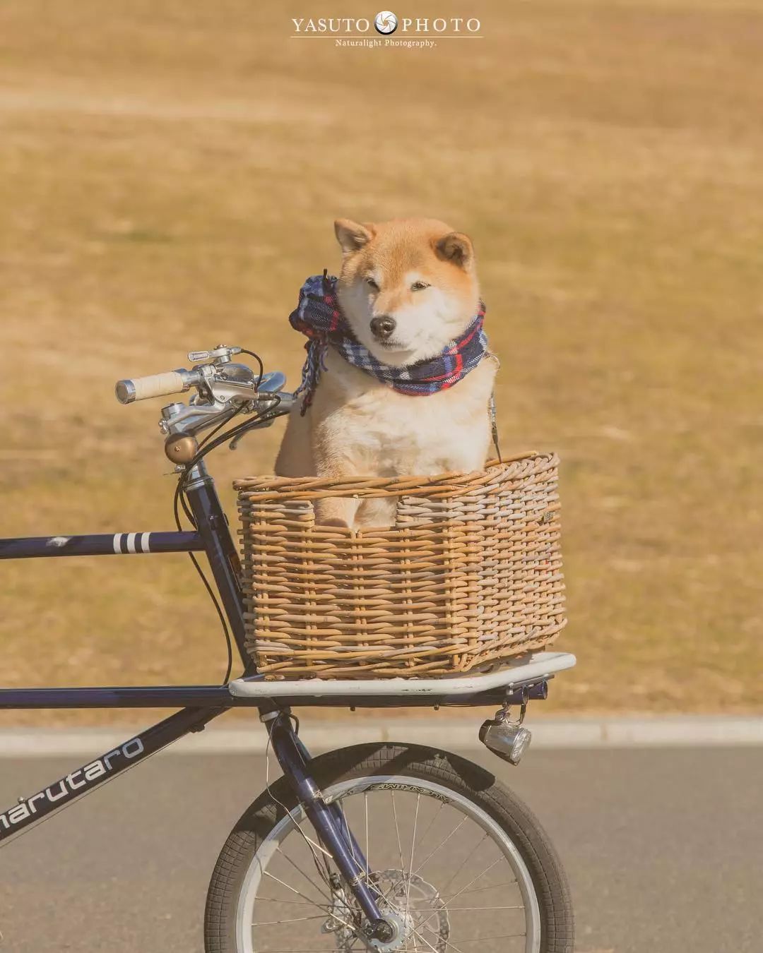 86 歲奶奶和柴犬共度餘生，一張圖片暖哭 34 萬網友，看完瞬間被治愈了… 寵物 第29張