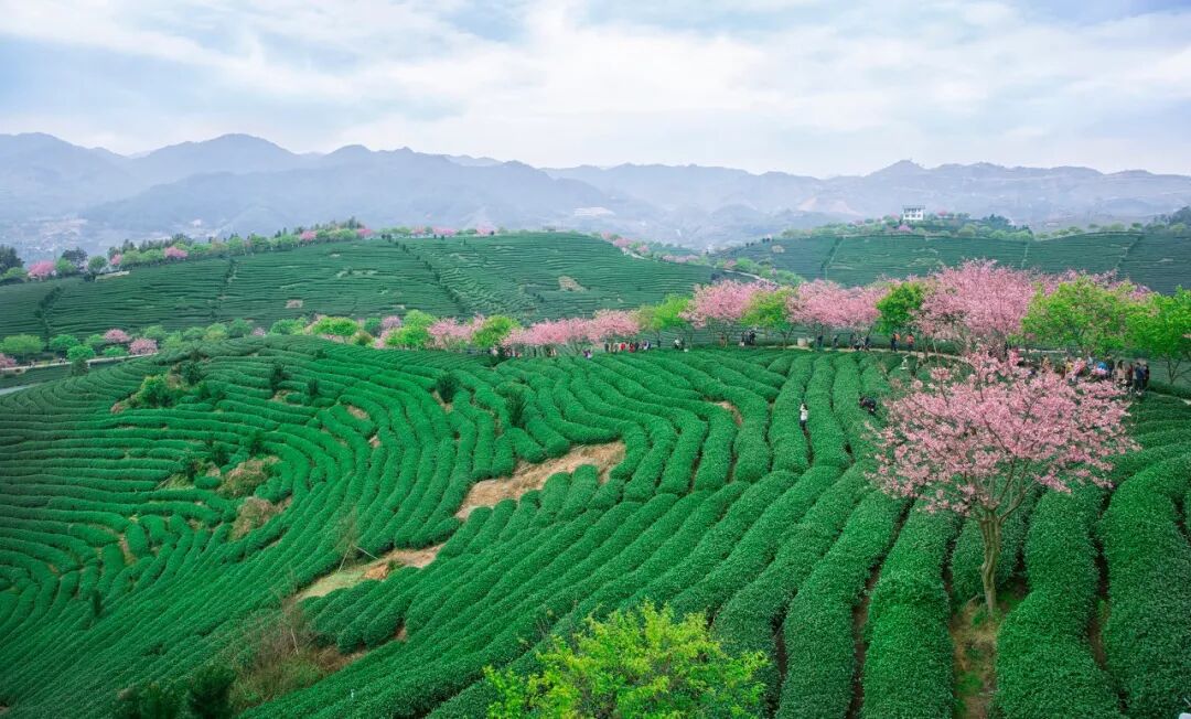 台灣哪裡好玩之【旅遊指南】美過武漢不輸台灣，比日本大5倍，福建藏了個世界級賞櫻地！ 旅行 第16張