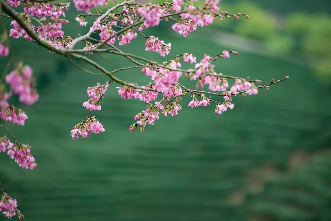 台灣哪裡好玩之【旅遊指南】美過武漢不輸台灣，比日本大5倍，福建藏了個世界級賞櫻地！ 旅行 第7張