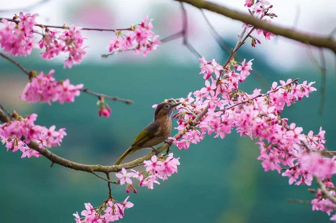 台灣哪裡好玩之【旅遊指南】美過武漢不輸台灣，比日本大5倍，福建藏了個世界級賞櫻地！ 旅行 第17張