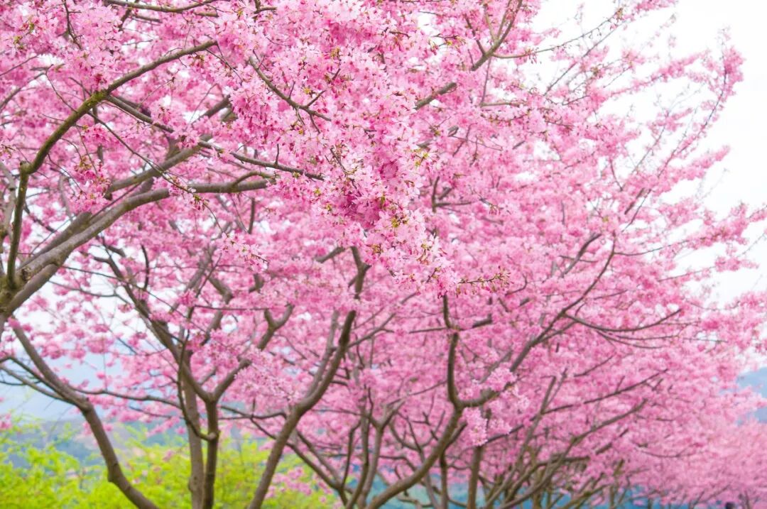 台灣哪裡好玩之【旅遊指南】美過武漢不輸台灣，比日本大5倍，福建藏了個世界級賞櫻地！ 旅行 第8張