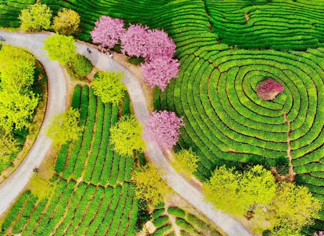 台灣哪裡好玩之【旅遊指南】美過武漢不輸台灣，比日本大5倍，福建藏了個世界級賞櫻地！ 旅行 第3張