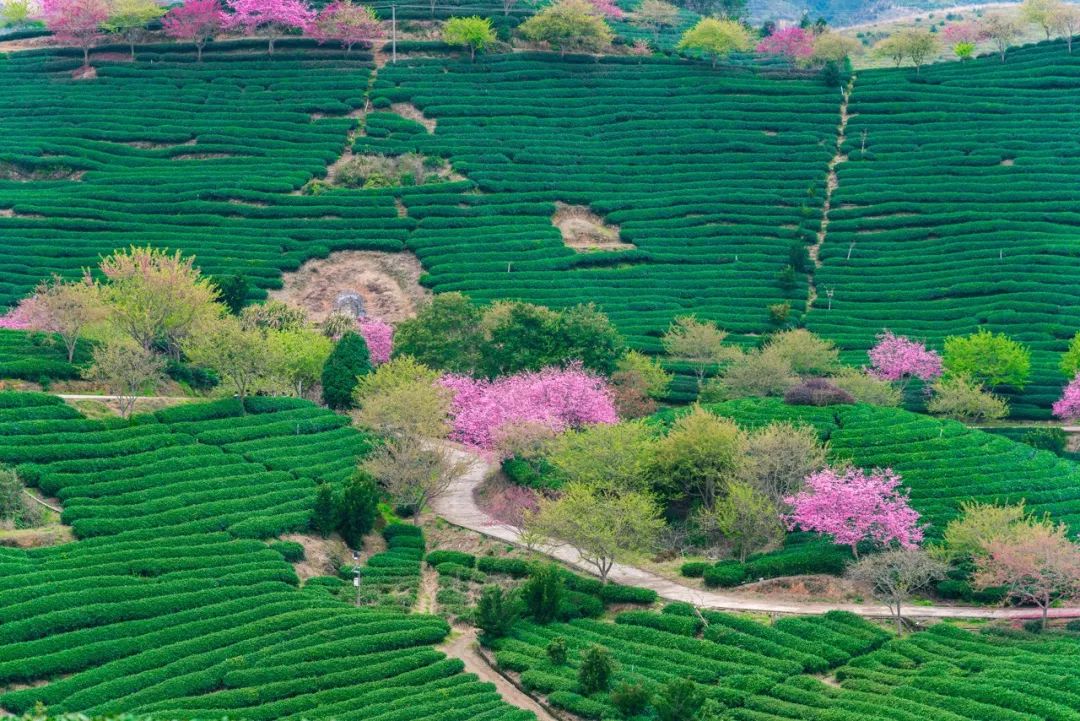 台灣哪裡好玩之【旅遊指南】美過武漢不輸台灣，比日本大5倍，福建藏了個世界級賞櫻地！ 旅行 第21張