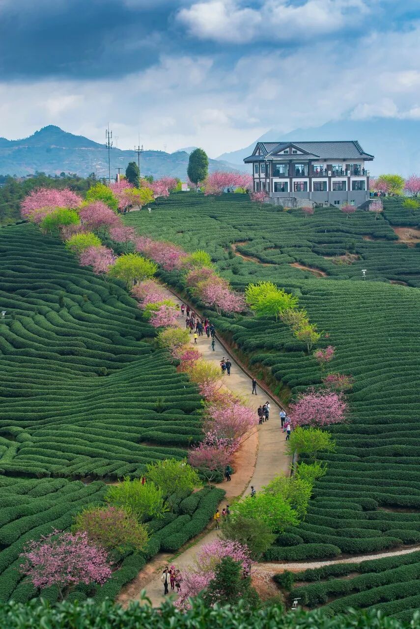 台灣哪裡好玩之【旅遊指南】美過武漢不輸台灣，比日本大5倍，福建藏了個世界級賞櫻地！ 旅行 第12張