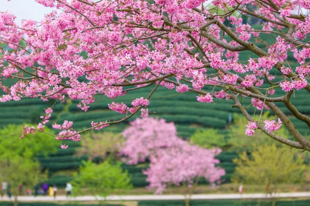台灣哪裡好玩之【旅遊指南】美過武漢不輸台灣，比日本大5倍，福建藏了個世界級賞櫻地！ 旅行 第11張