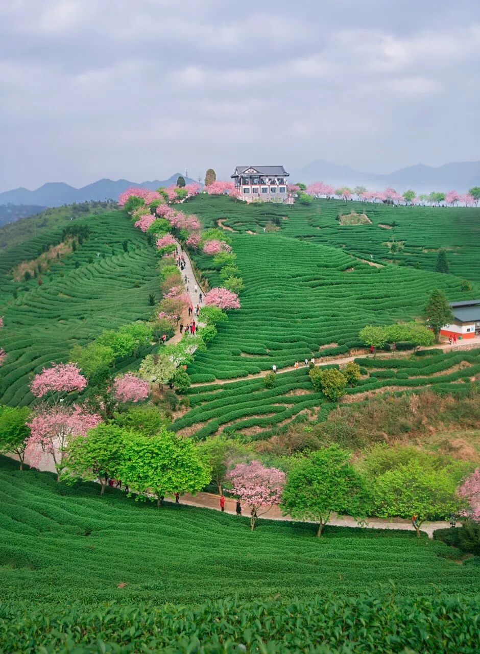 台灣哪裡好玩之【旅遊指南】美過武漢不輸台灣，比日本大5倍，福建藏了個世界級賞櫻地！ 旅行 第18張