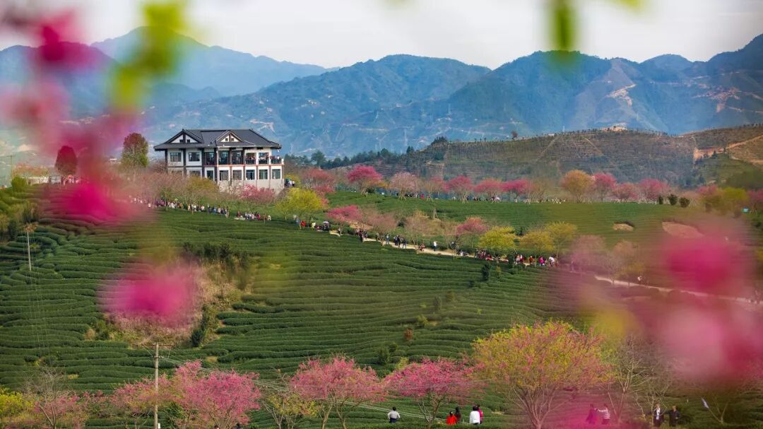 台灣哪裡好玩之【旅遊指南】美過武漢不輸台灣，比日本大5倍，福建藏了個世界級賞櫻地！ 旅行 第9張
