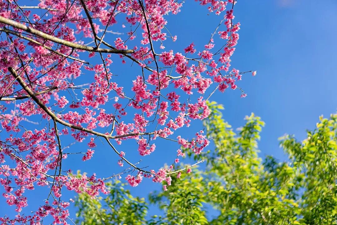 台灣哪裡好玩之【旅遊指南】美過武漢不輸台灣，比日本大5倍，福建藏了個世界級賞櫻地！ 旅行 第2張