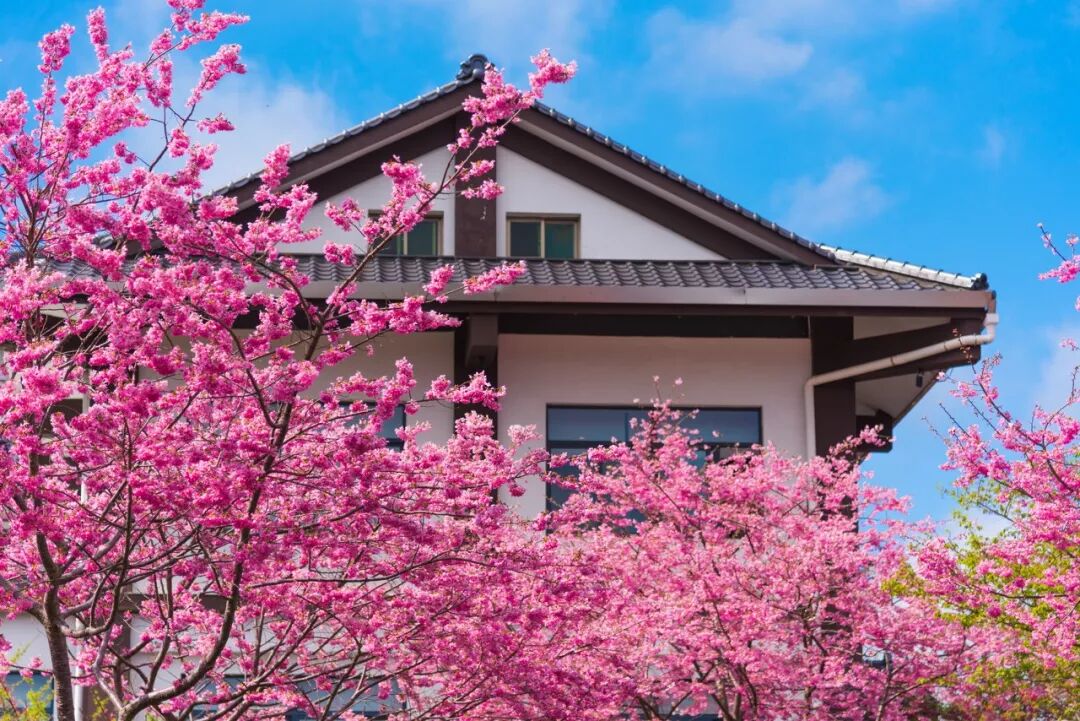 台灣哪裡好玩之【旅遊指南】美過武漢不輸台灣，比日本大5倍，福建藏了個世界級賞櫻地！ 旅行 第4張