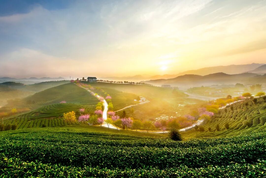 台灣哪裡好玩之【旅遊指南】美過武漢不輸台灣，比日本大5倍，福建藏了個世界級賞櫻地！ 旅行 第19張