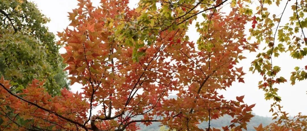 今天给你们提前踩过点了！天平山红枫等半个月再去拍！停车、门票攻略先看好