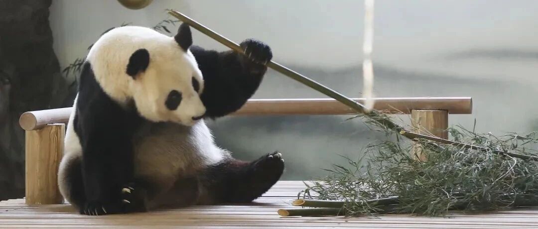 29.9元限时抢！绚丽烟花、团宠熊猫…一杯奶茶钱玩转太湖湿地熊猫欢乐季！