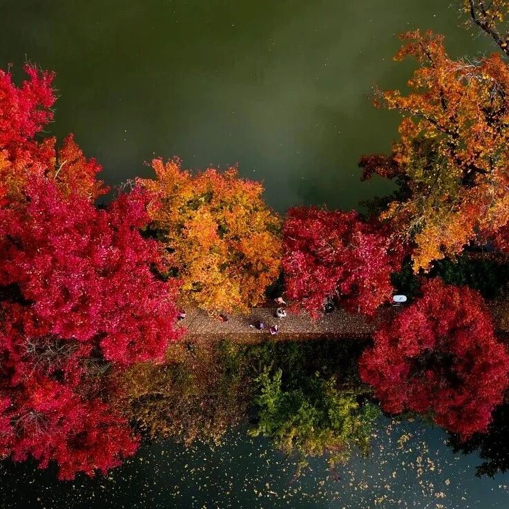 天平山枫叶已红透，惊艳了整个苏州