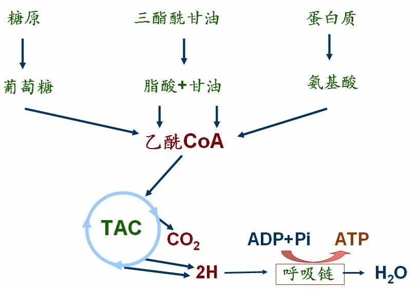 生物化学 第七章 第八章知识点 全网搜