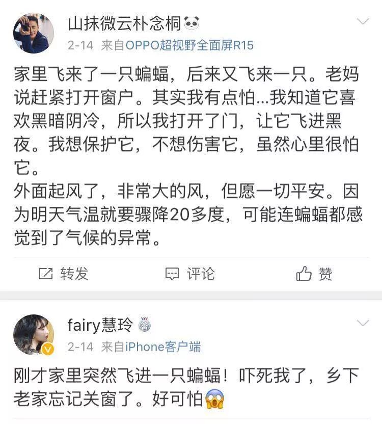 吓惨！女子家中深夜飞进蝙蝠！趴地板又撞门，还咬了一口…（组图） - 5