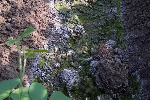 接受雨水或进行大量灌水,形成3-5厘米深的积水,可使土壤中过多的盐分