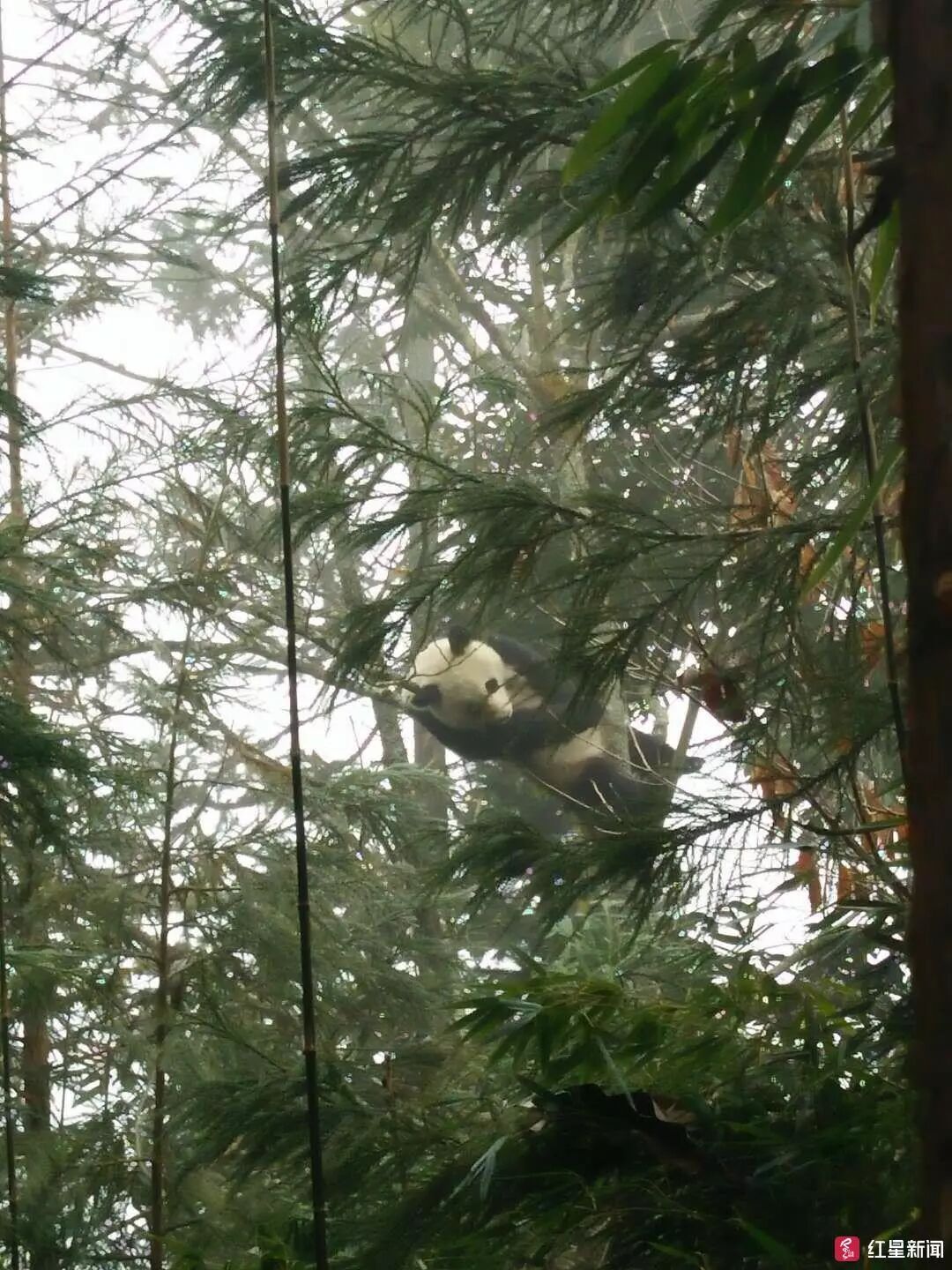 国宝下山，村民陪它耍了1个小时，全程高能喊话