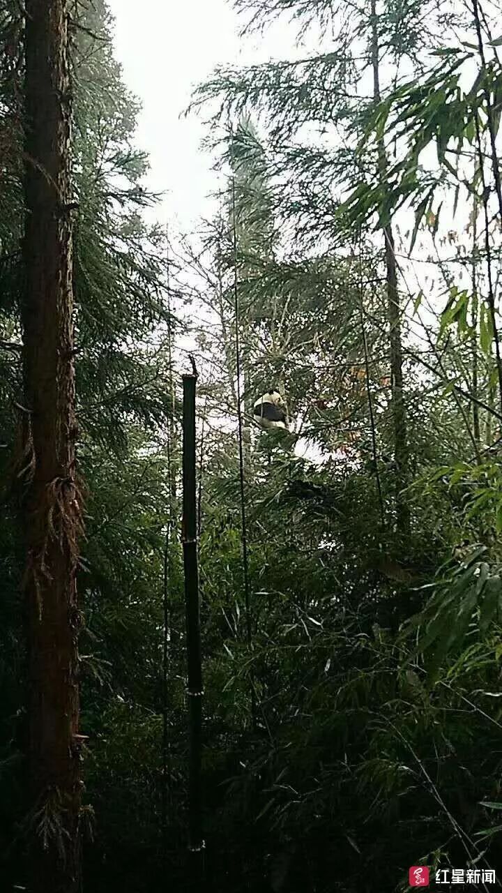 国宝下山，村民陪它耍了1个小时，全程高能喊话