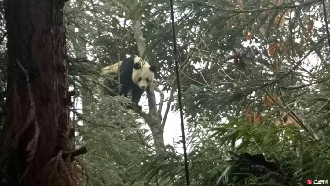 国宝下山，村民陪它耍了1个小时，全程高能喊话