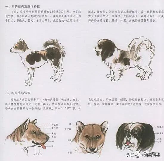 中国国画花鸟技法狗的画法 柠檬资讯