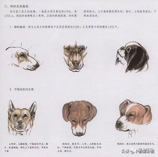 中国国画花鸟技法狗的画法 掌上字画 微信公众号文章阅读 Wemp