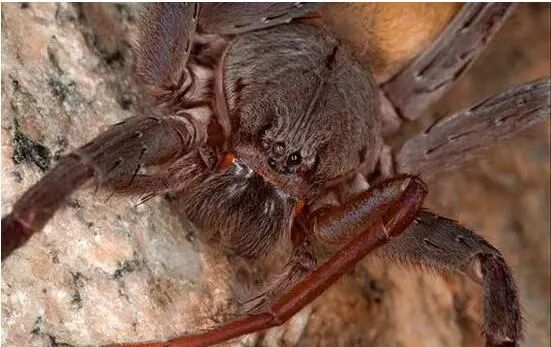 像不像电影里的它,巫师恐怖凶残的宠物——八眼巨蛛