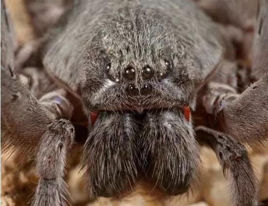 像不像电影里的它,巫师恐怖凶残的宠物——八眼巨蛛