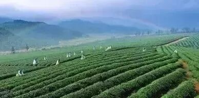 黑乌龙茶_求爷茶的白桃乌龙配方_桂花乌龙属于什么茶