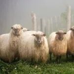 放羊的故事（今年最火的文章）