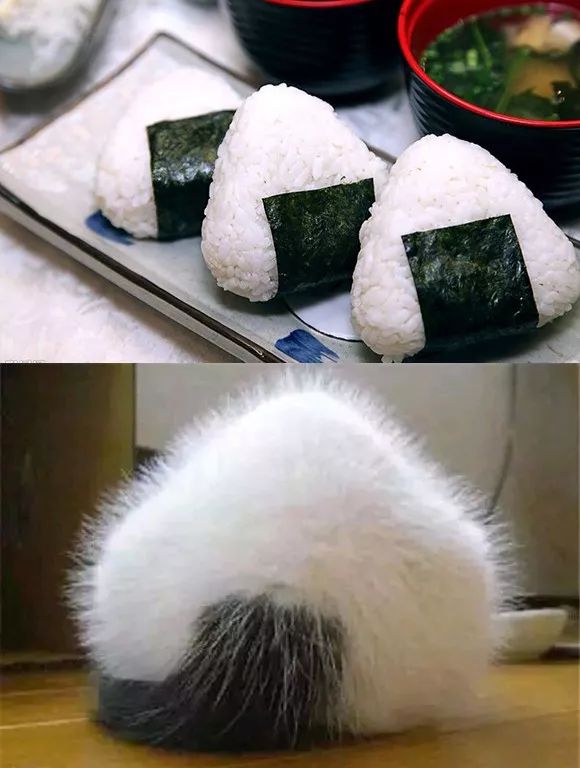 原来,猫咪也是有蜜桃臀的...-微信头条网 原来,猫咪也是有蜜桃臀的...