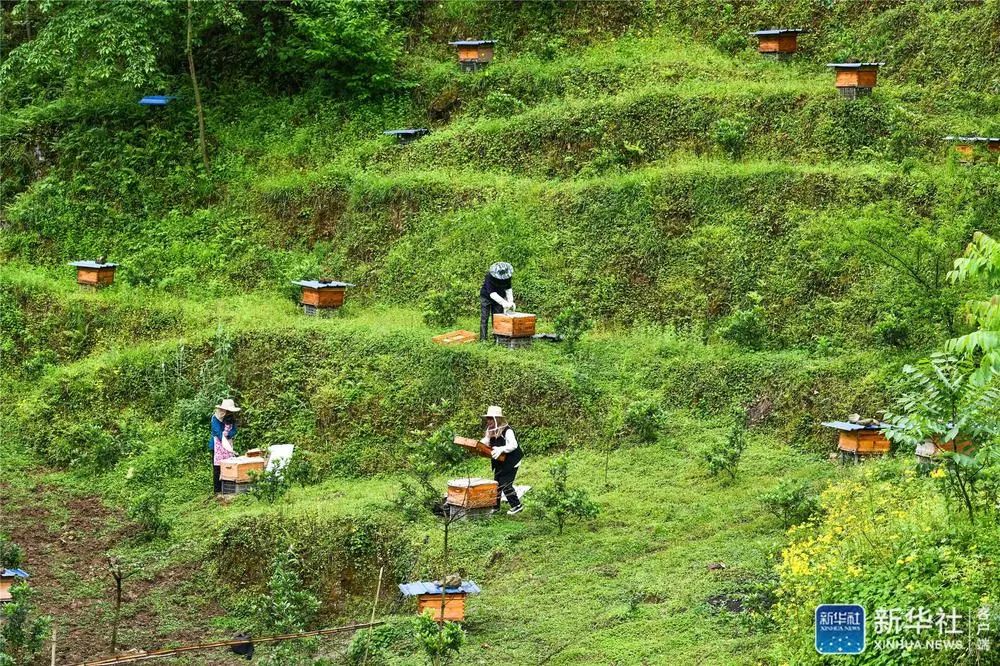 贵州大山深处的90后养蜂女孩