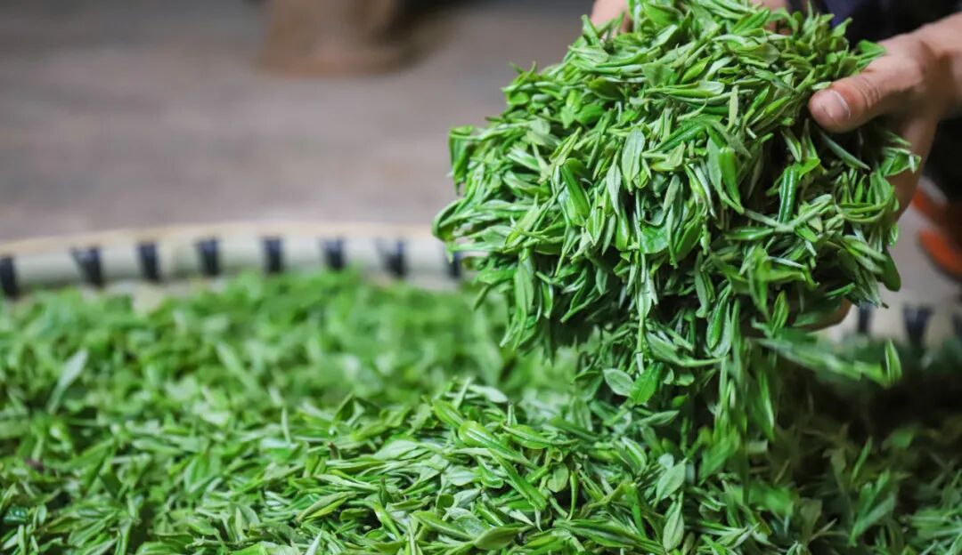 乌蒙文韵文萃拾遗清池贡茶