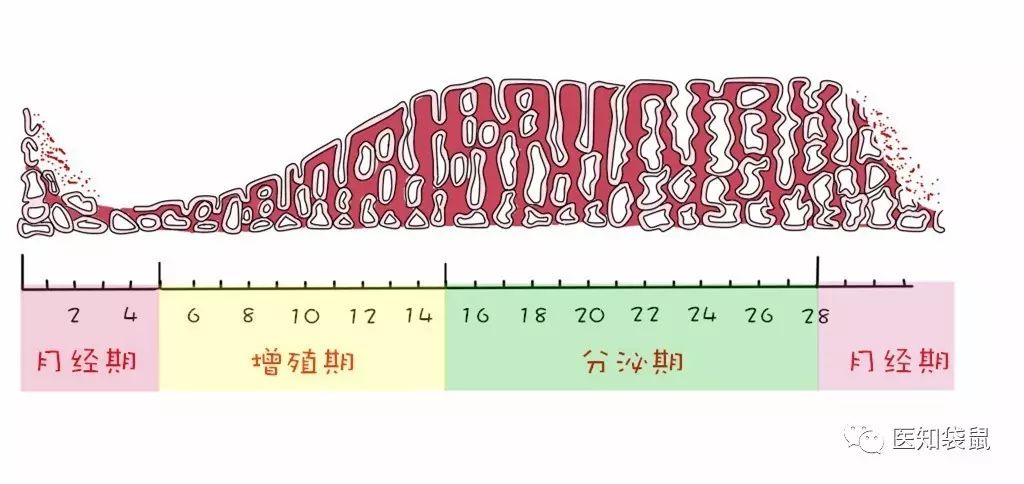 來看一看子宮內膜的厚度是如何變化的吧: 一般是月經週期的第1~5天