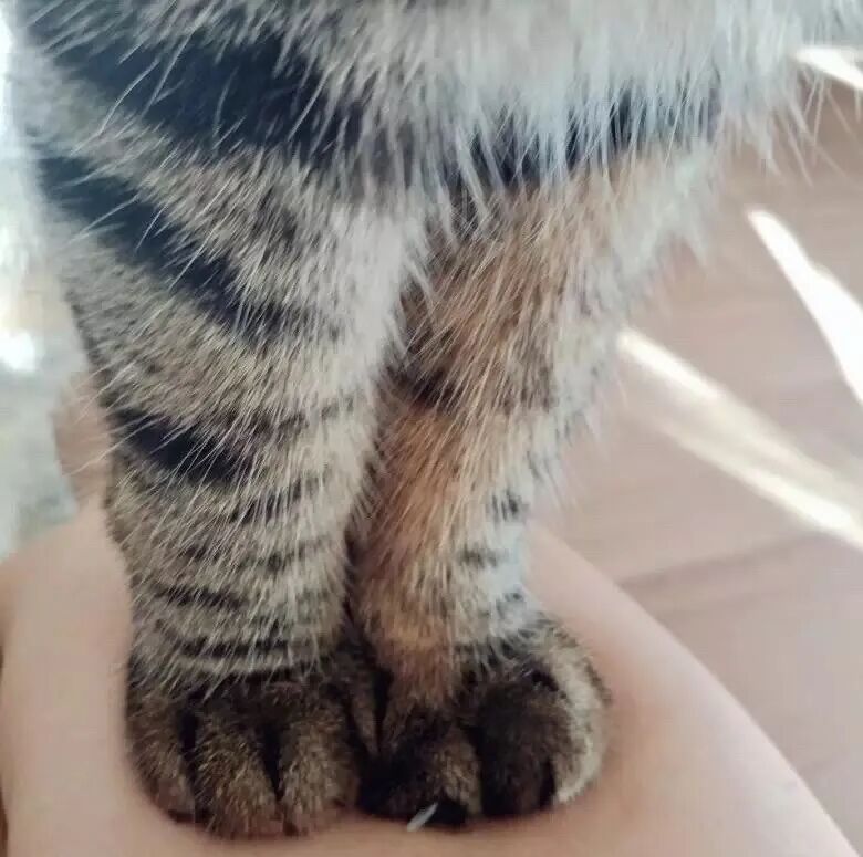 我寻思着一只猫腿能有多大劲儿,直到…邻居家的猪被踹飞了!