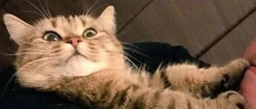 “你已经是只成熟的猫咪了，该学会自己逗自己了！”