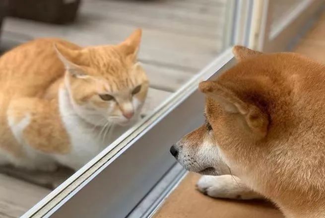自從看上了鄰居家的柴犬，這只橘貓每天都要… 未分類 第12張