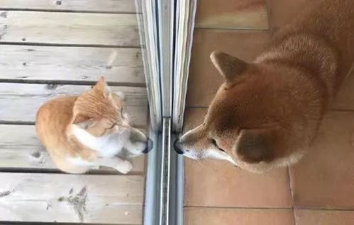 自從看上了鄰居家的柴犬，這只橘貓每天都要… 未分類 第4張
