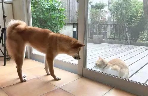 自從看上了鄰居家的柴犬，這只橘貓每天都要… 未分類 第3張
