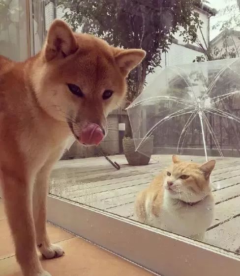 自從看上了鄰居家的柴犬，這只橘貓每天都要… 未分類 第8張
