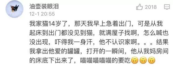 你家的貓為什麼叫不來？有可能是叫的方式不對！ 職場 第15張