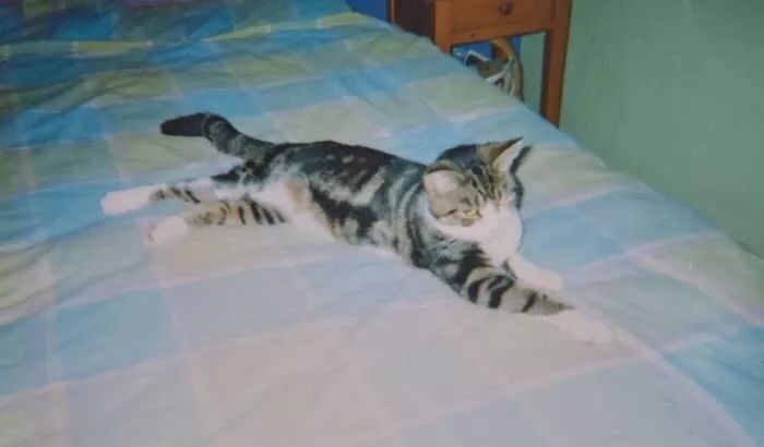 13年前愛貓失蹤，13年後一通電話讓她不敢相信… 寵物 第2張