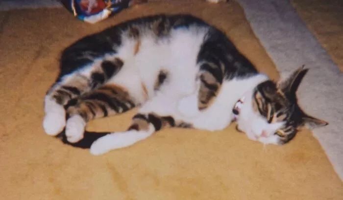 13年前愛貓失蹤，13年後一通電話讓她不敢相信… 寵物 第3張